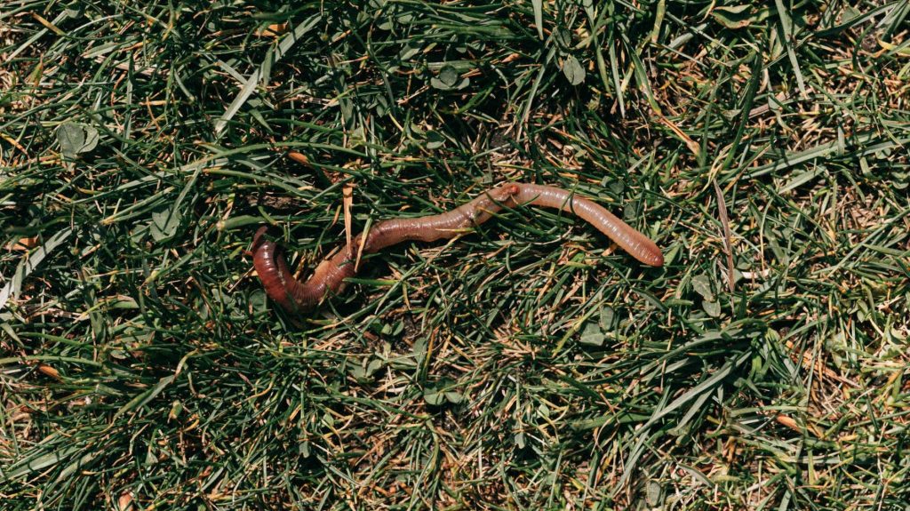 Earthworm Photo by Karolina Grabowska on Pexels.com