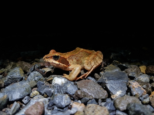 Hokkaido brown frog: Photo Credit-yoonhyuk- BiodiversityforAll