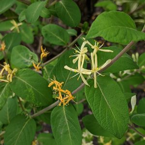 Honeysuckle Flower