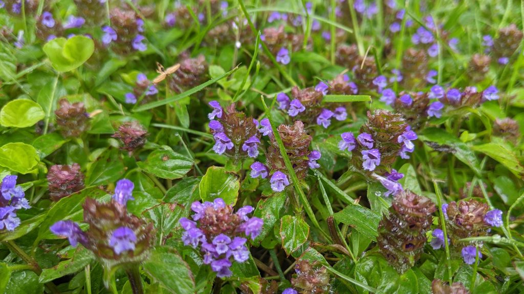 Common-Self Heal - short version from my yard