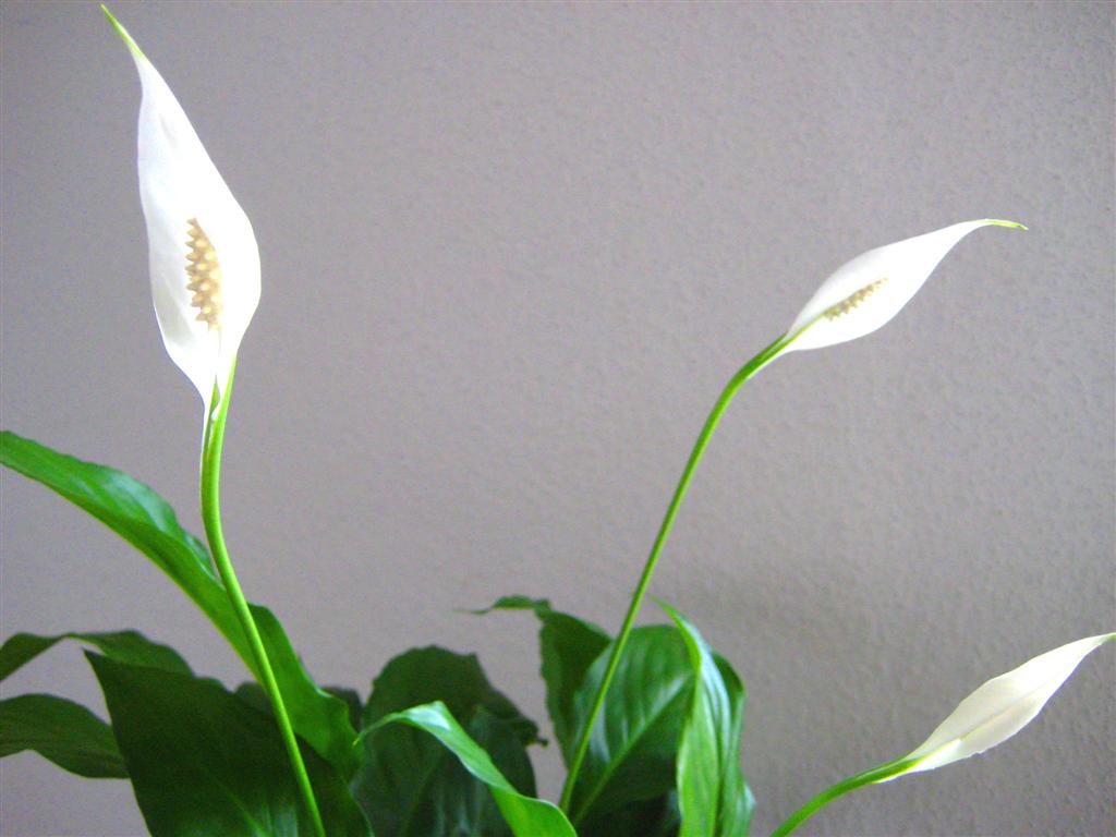 Peace Lily-Photo Credit Jotbepe CC BY 3.0 via Wikimedia Commons