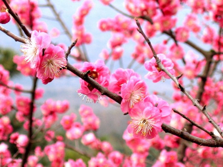 Plum Blossom: Photo Credit wang leon via Wikimedia Commons