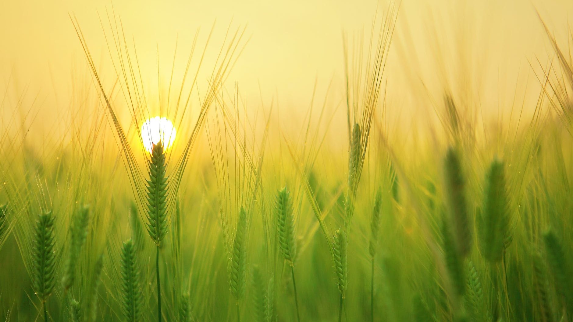 Grasses Photo by Pixabay on Pexels.com