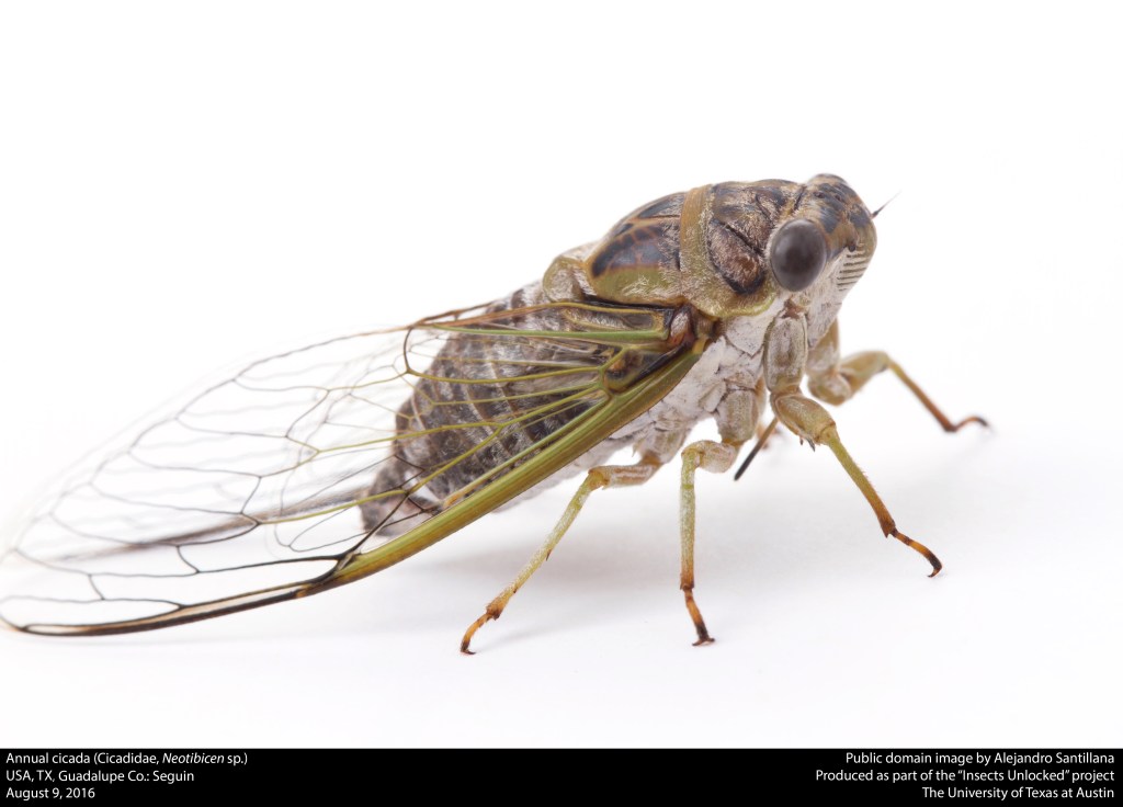 Annual Cicada- Insects Unlocked, CC0, via Wikimedia Commons