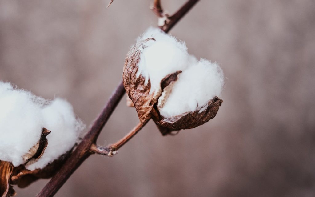 Cotton by Vie Studio on Pexels.com