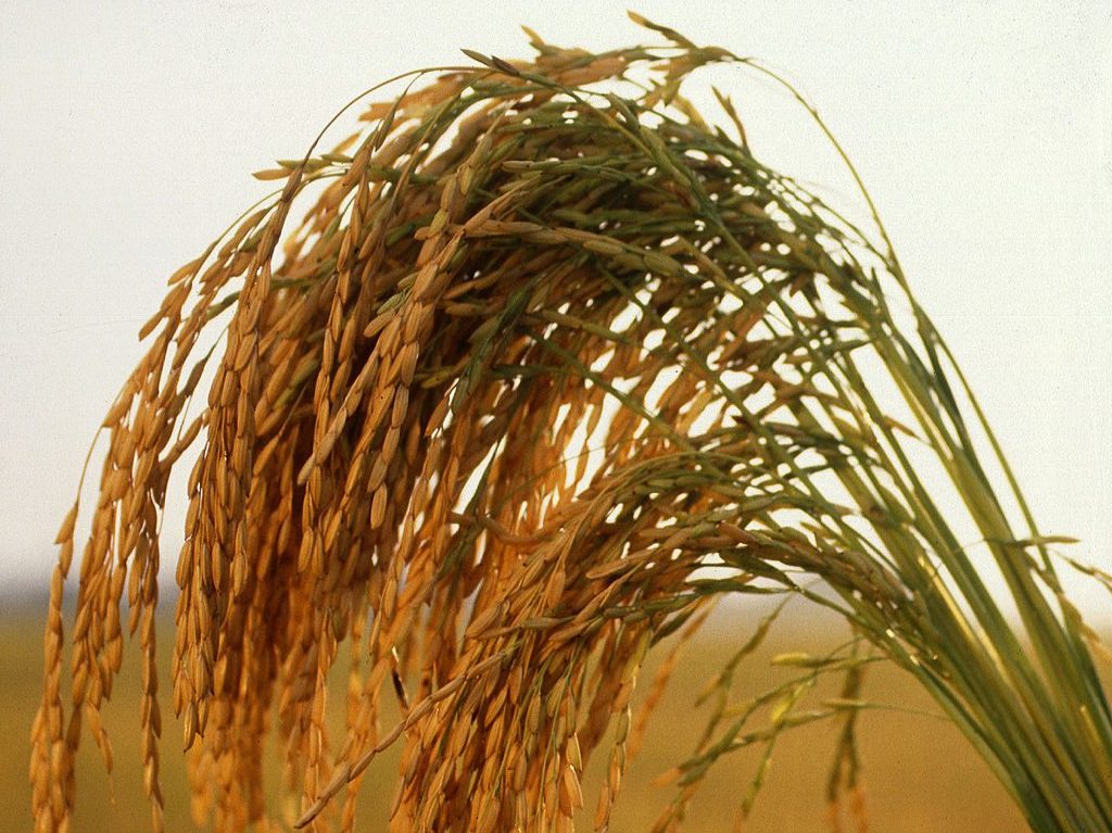 Long Grain Rice Photo by Keith Weller, Public domain, via Wikimedia Commons