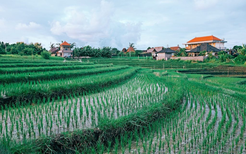 Terraced Rice Fields by Maria Orlova on Pexels.com