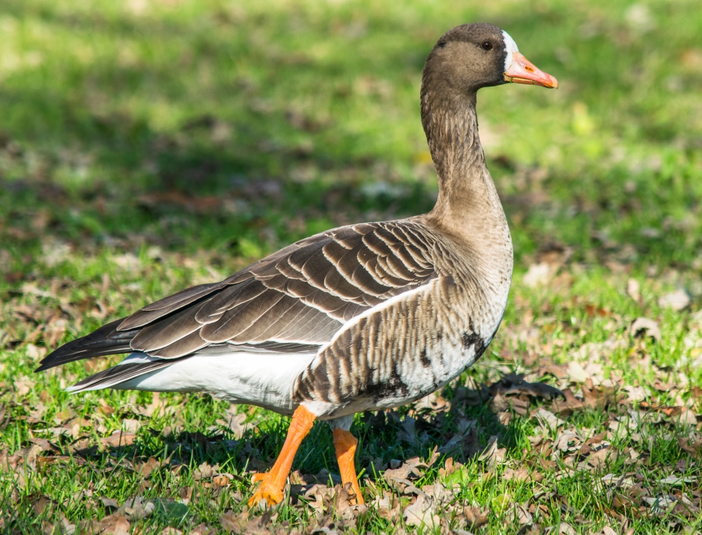 Greater White-Fronted Goose: Ryanx7, CC BY-SA 4.0, via Wikimedia Commons