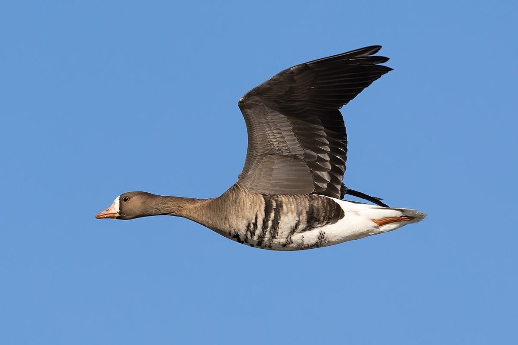 White-Fronted Goose;  Frank Schulenburg, CC BY-SA 4.0, via Wikimedia Commons
