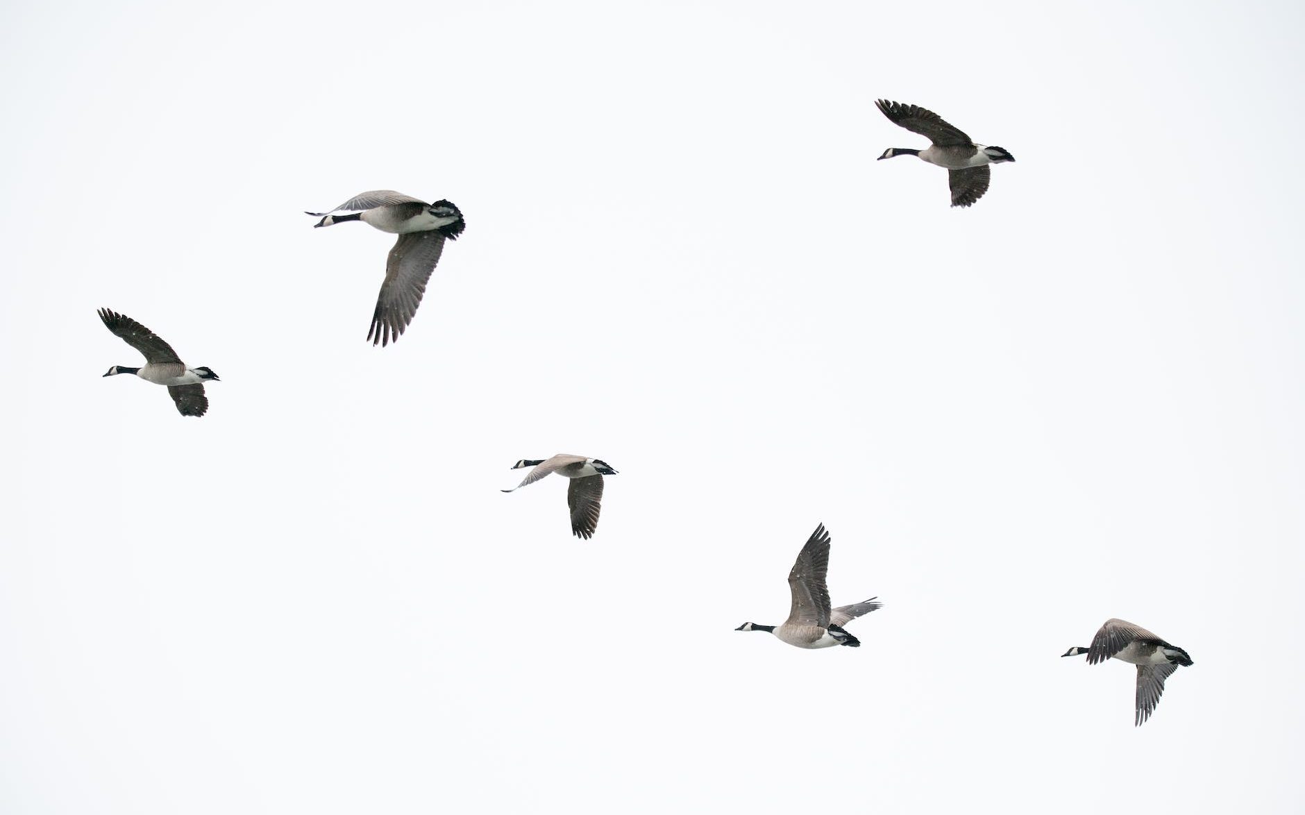 Canada Geese in Flight; Photo by Brett Sayles