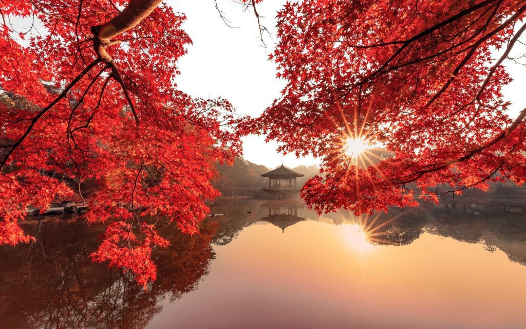 Red Leaves Photo by Nguyen Hung on Pexels.com