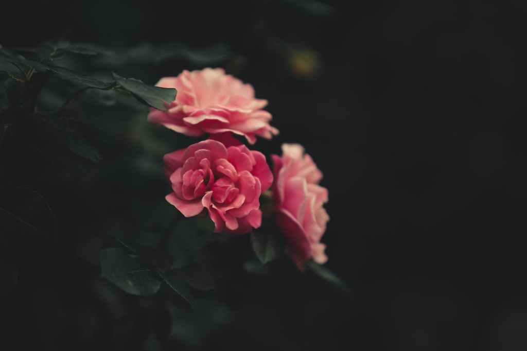 Photo by AV RAW on Pexels.com