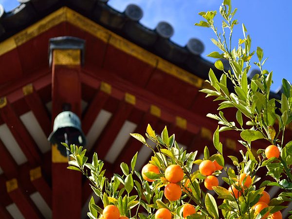 Citrus tachibana, Kofuku-ji Nanendo