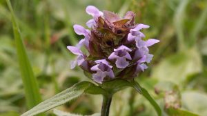Common Self Heal- Photo: Cbaile19; Wikimedia
