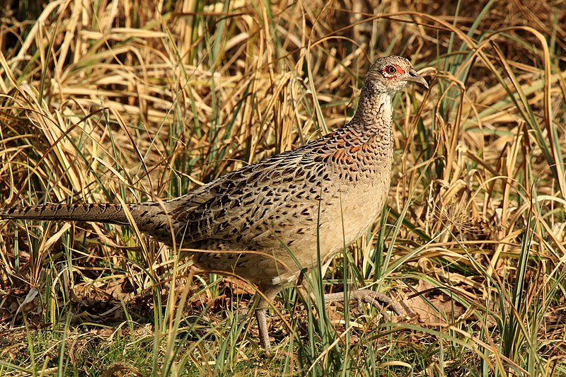 Common pheasant (Phasianus colchicus) hen, Otmoor RSPB Reserve, Oxfordshire. Credit-Charlesjsharp
