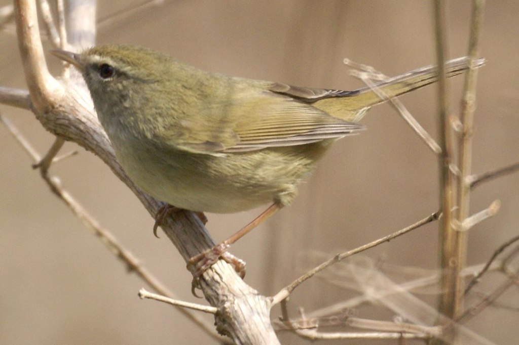 Japanese bush warbler (Horornis diphone) photo by M.Nishimura - Own work, CC BY-SA 3.0, https://commons.wikimedia.org/w/index.php?curid=3678609