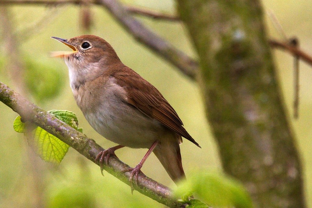 The common nightingale (Luscinia megarhynchos) photo by Frebeck - Own work, CC BY-SA 3.0, https://commons.wikimedia.org/w/index.php?curid=33037774