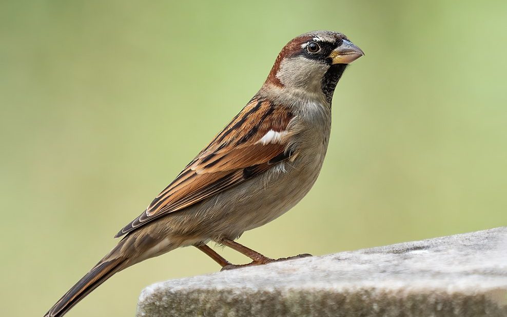 House Sparrow: Photo by Rhododendrites