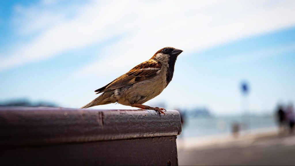 Sparrow Photo by Magda Ehlers on Pexels.com