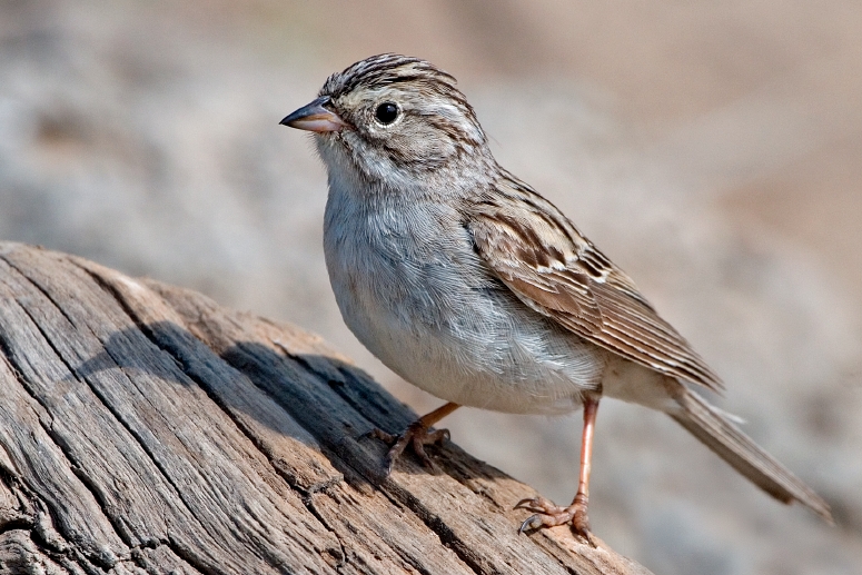 Brewer's Sparrow, Cabin Lake Viewing Blinds, Deschutes National Forest, Near Fort Rock, Oregon