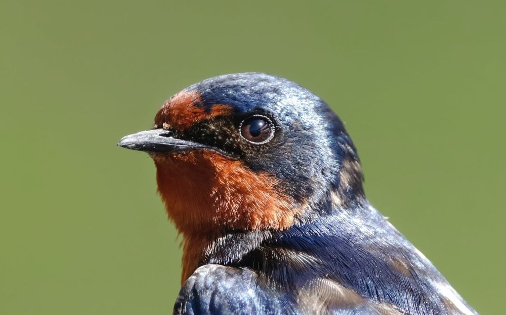 
Photo by Elijah  Pilchard on Pexels.com