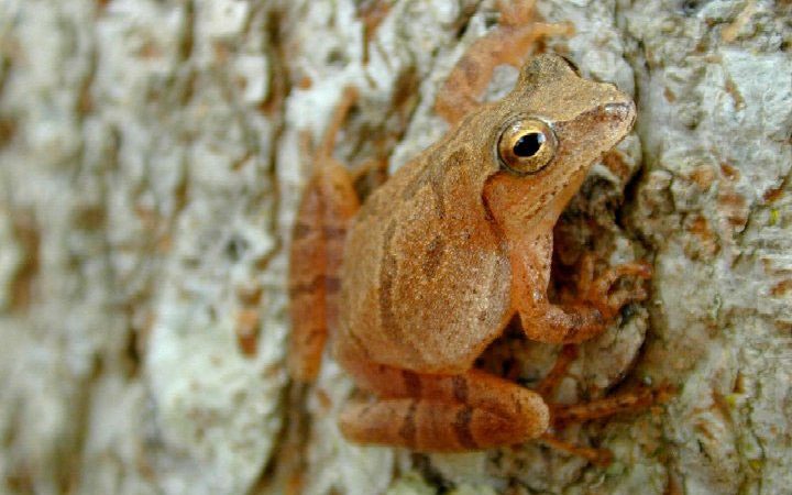 Spring Peeper Pseudacris crucifer http://cars.er.usgs.gov/herps/Frogs_and_Toads/P_crucifer/p_crucifer.html