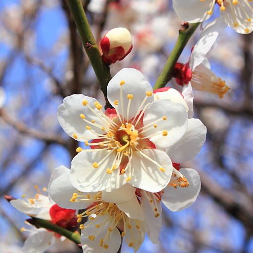 Ume flower (white plum), at Kadokawa Garden, Suginami Ward, Tokyo. Credit: Kakidai via Wikimedia Commons