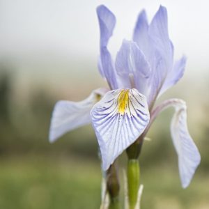 Iris photo by Kaitlyn Epperson on Pexels.com