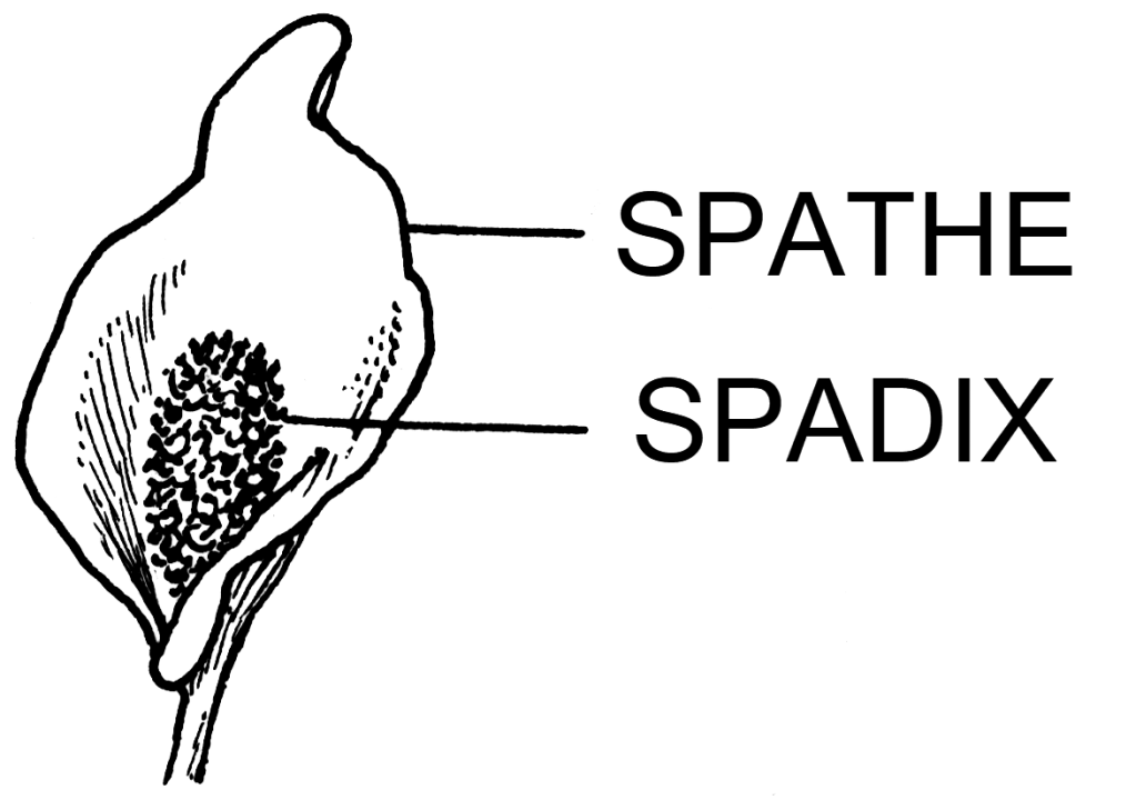 By Pearson Scott Foresman - This file has been extracted from another file, Public Domain, https://commons.wikimedia.org/w/index.php?curid=80560481